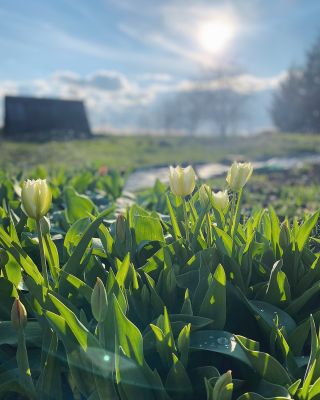 První tulipány, narcisky a čemeřice jsou v květu. V přírodě se to taky začíná zelenat, pučet, nakvétat. A tak přichází...