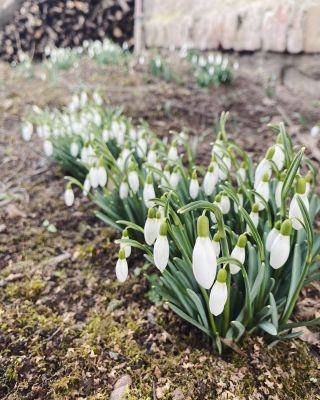 U nás už jsou sněženky v každým koutu zahrady, je tu jaro!